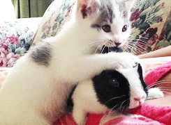 兔耳朵什么的比猫耳朵好吃多了~.gif