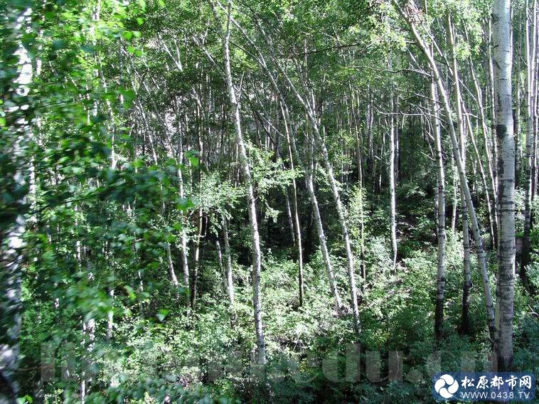 雾灵山7.jpg