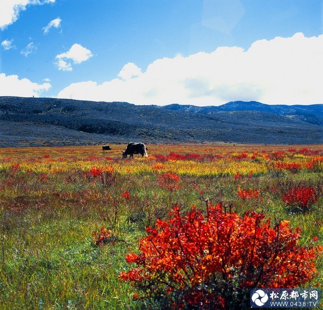 香格里拉1.jpg