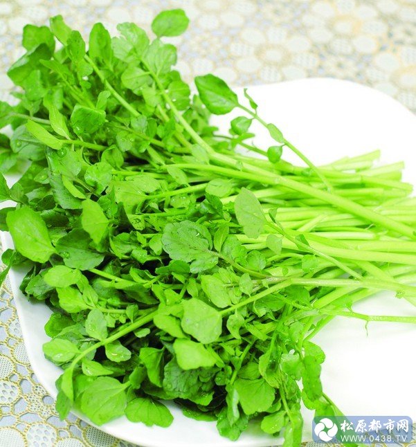西洋菜.jpg