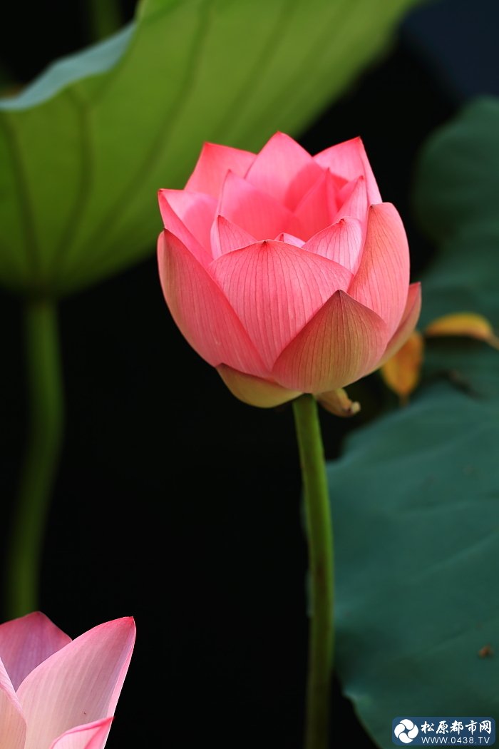 荷花6.jpg
